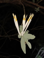 Agelanthus natalitius