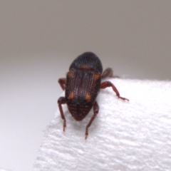 Sitophilus zeamais