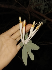 Agelanthus natalitius