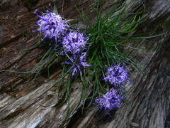 Phyteuma hedraianthifolium