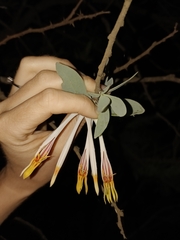 Agelanthus natalitius