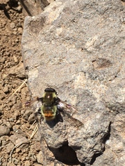 Sericomyia flagrans