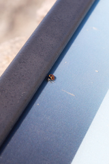 Hippodamia moesta bowditchi