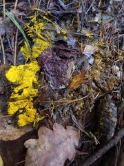 Myxomycetes