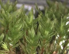 Mnium thomsonii