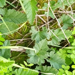 Convolvulus