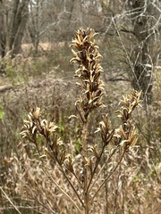 Oenothera rubricaulis