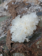 Tremella fuciformis