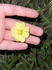 Oenothera humifusa