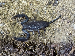 Hormuridae