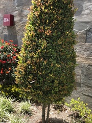 Ligustrum ovalifolium