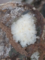 Tremella fuciformis