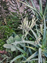Kalanchoe marmorata
