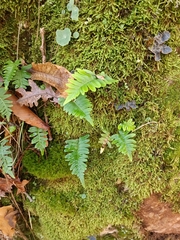 Polypodium interjectum