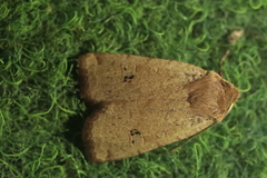Conistra erythrocephala