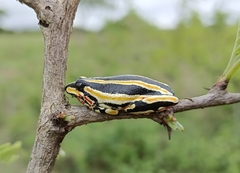 Hyperolius marmoratus