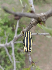 Hyperolius marmoratus