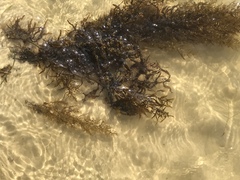 Sargassum fluitans