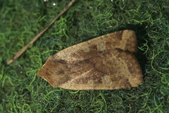 Conistra erythrocephala