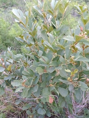 Rhoicissus tridentata