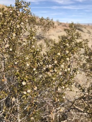 Larrea tridentata