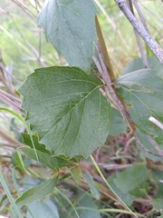 Rhoicissus tridentata