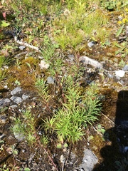 Erigeron hyssopifolius