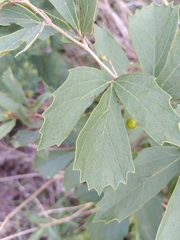 Rhoicissus tridentata