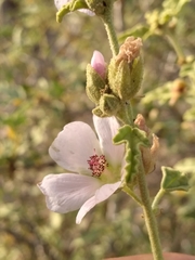Sphaeralcea fulva