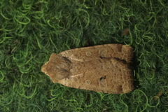 Conistra erythrocephala