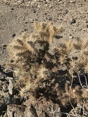 Cylindropuntia echinocarpa