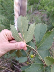 Rhoicissus tridentata