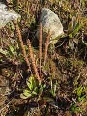 Plantago subnuda