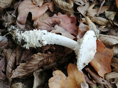 Amanita echinocephala
