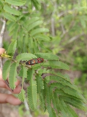 Agrilus sexguttatus