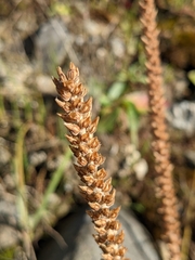Plantago subnuda