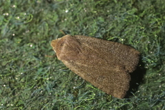 Conistra erythrocephala