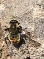 Sericomyia flagrans