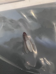 Kalotermitidae