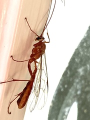 Ophion obscuratus