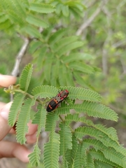 Agrilus sexguttatus