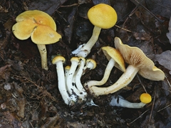 Cortinarius lewisii