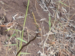 Trithemis arteriosa