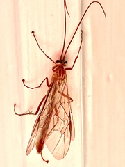 Ophion obscuratus