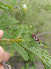 Agrilus sexguttatus