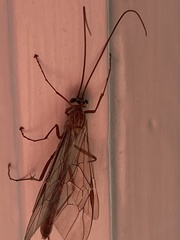 Ophion obscuratus