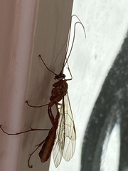 Ophion obscuratus