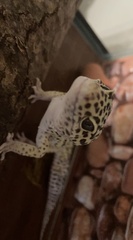 Eublepharis macularius