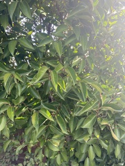 Prunus lusitanica
