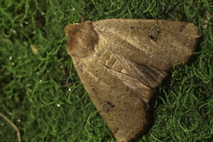 Conistra erythrocephala